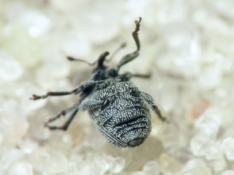 Curculionidae Latreille, 1802